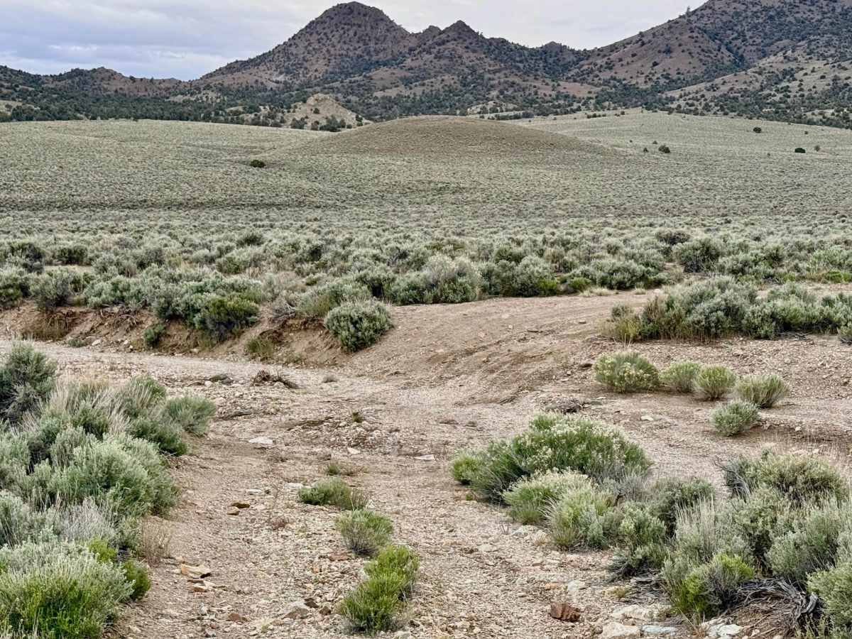 Barrel Spring Dry Canyon - FS 44451 photo 6