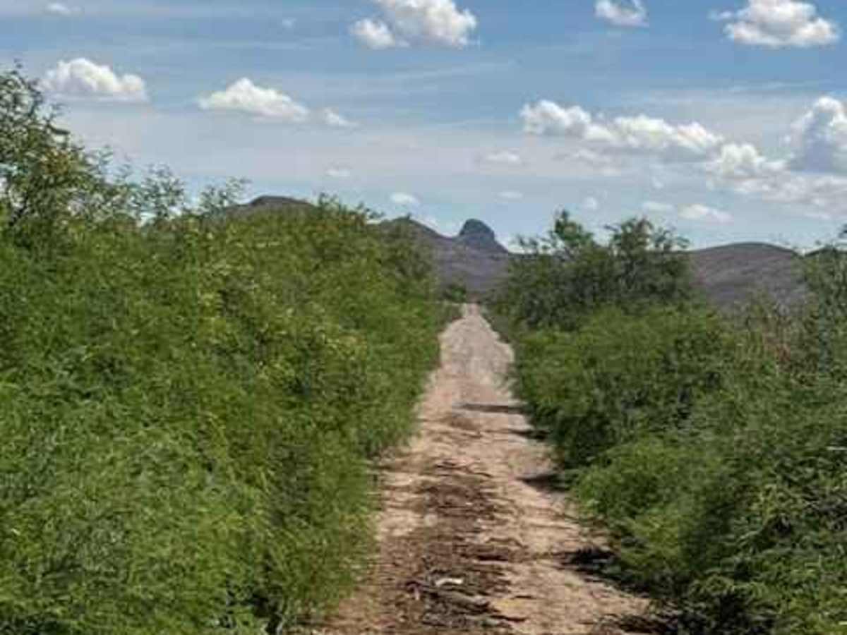 BLM PE1119 photo 4