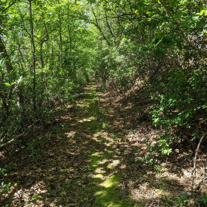 Near Allegheny Trail