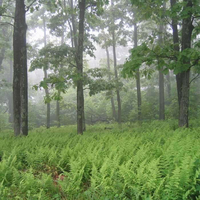 Near Dickey Ridge Loop