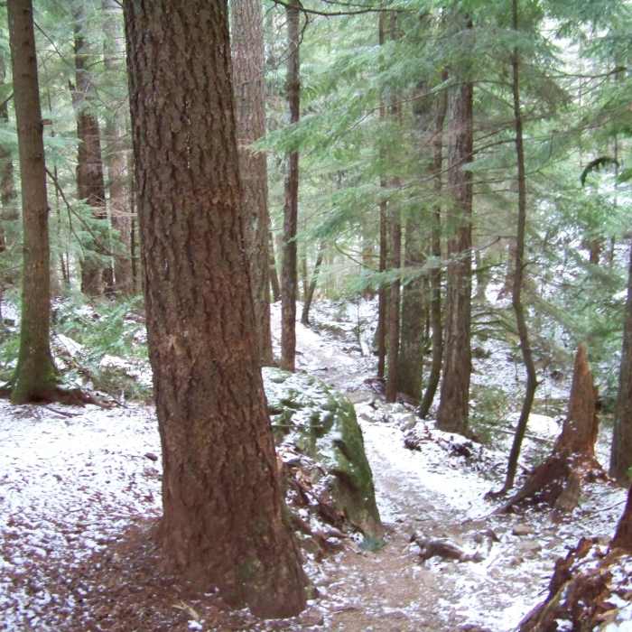 Near Little Si Trail