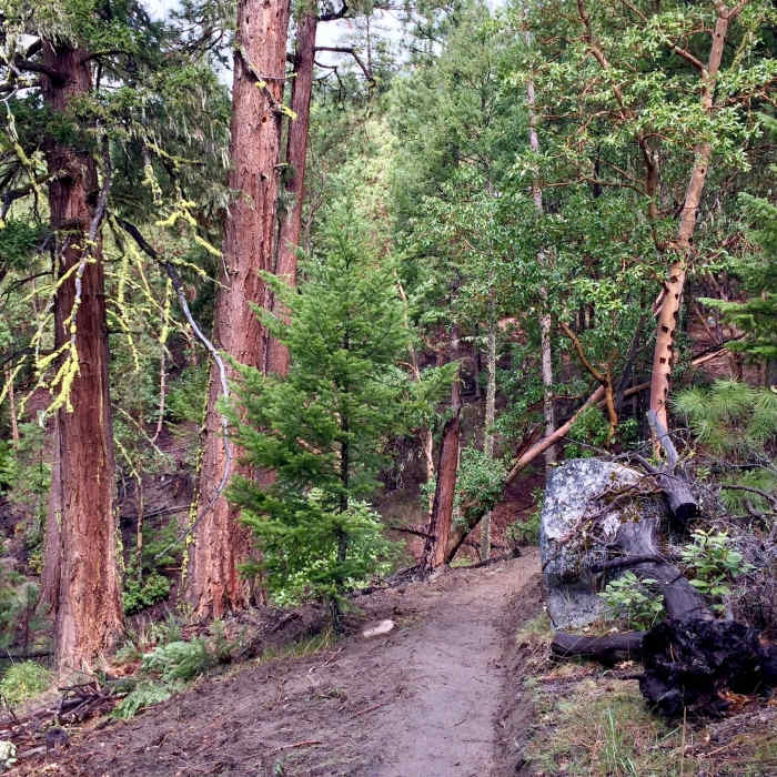 Near Upper Lithia Park: 2060 to Wonder Trail