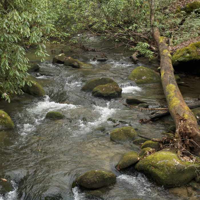 Near Twentymile Loop Trail