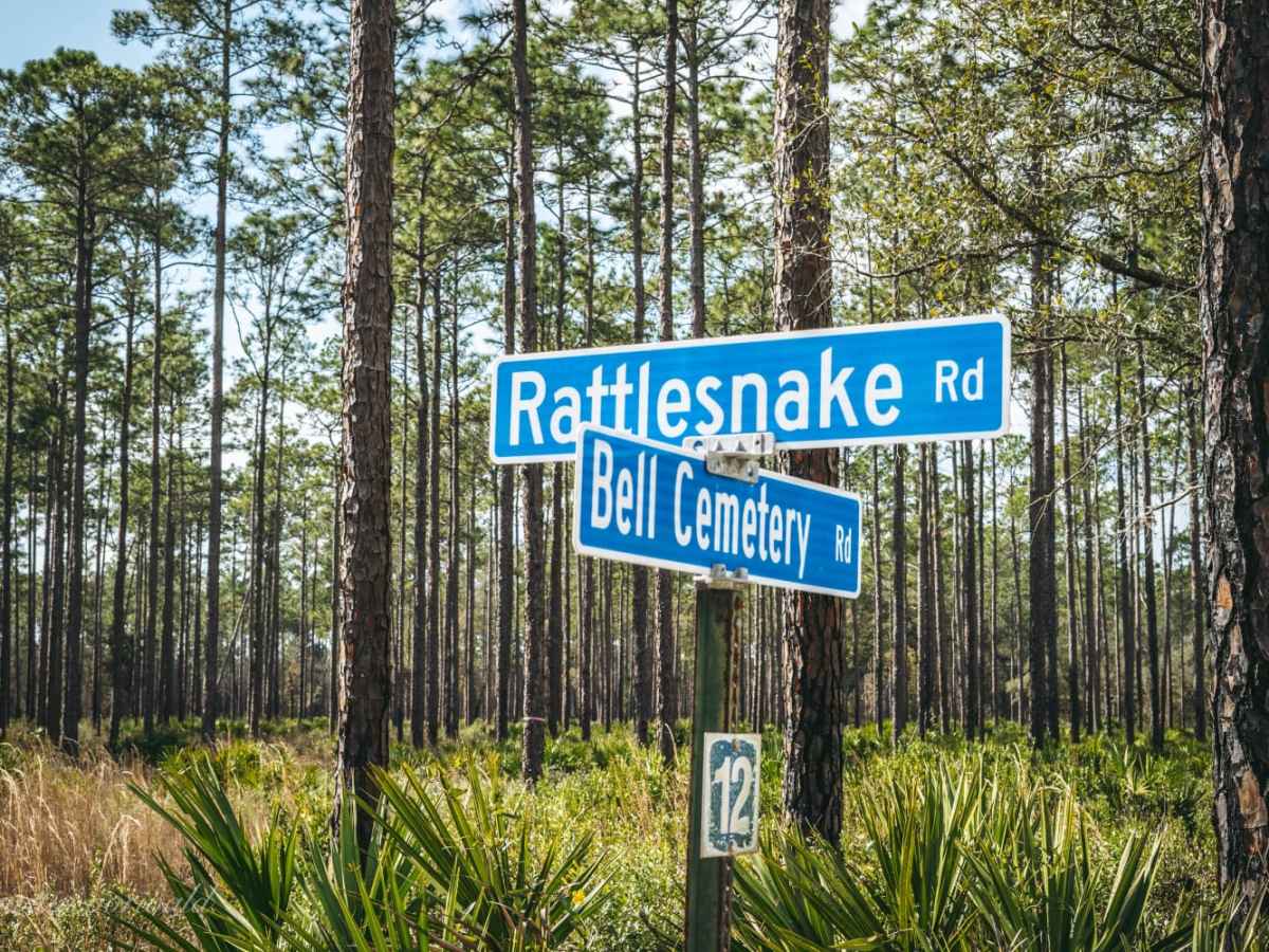 Rattlesnake Road - Jennings State Forest photo 2