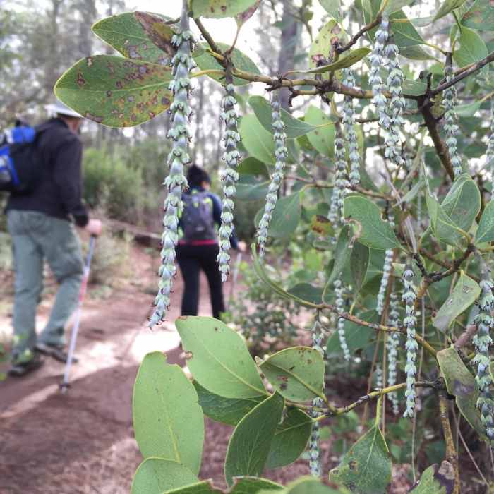 Near Wright Peak Summit Trail