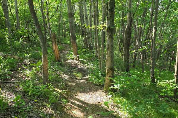 Single Track A