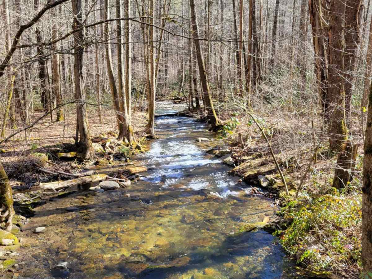 Cataloochee Turnpike to Big Creek photo 2