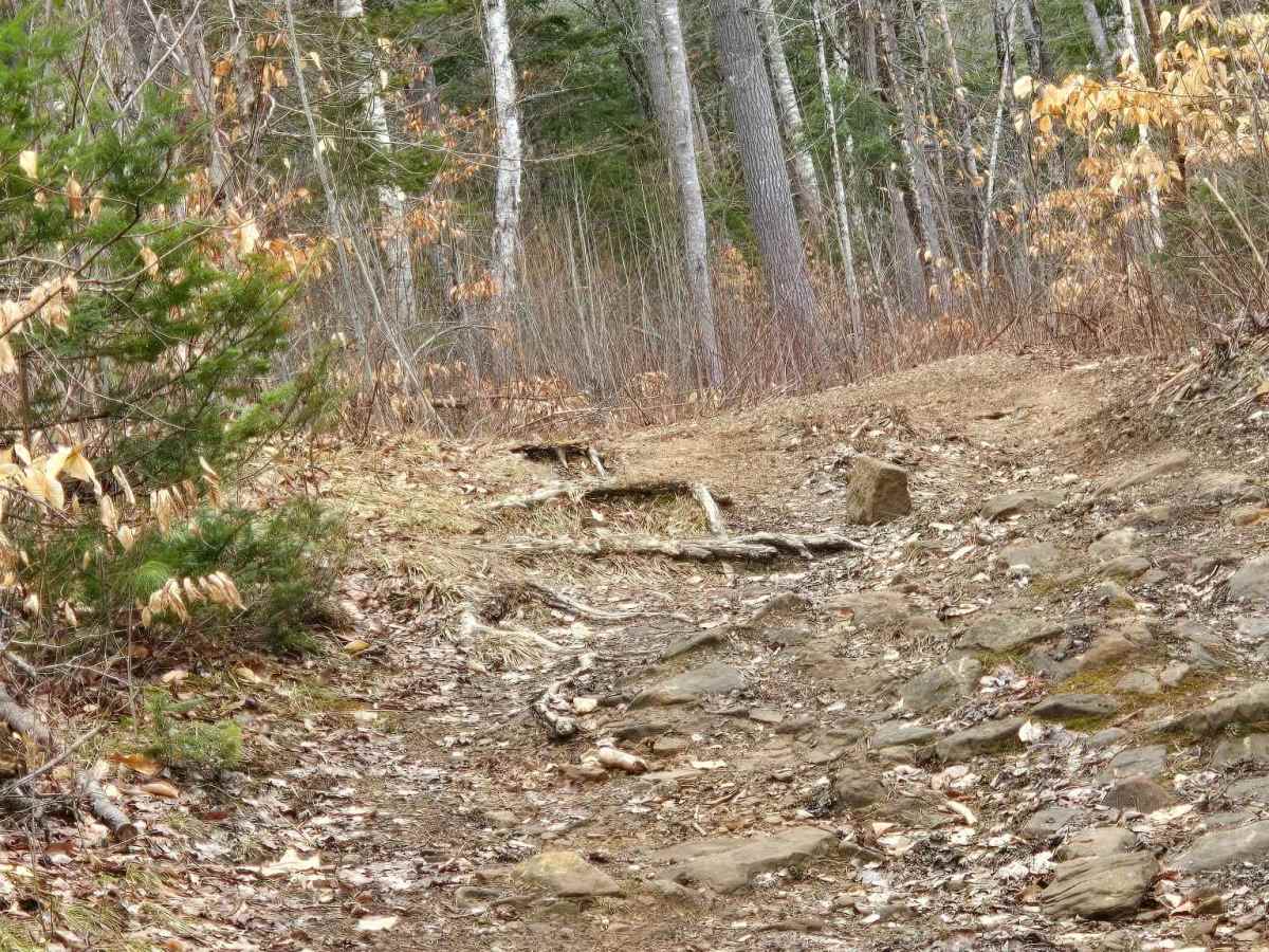 Tree Root Trail photo 5
