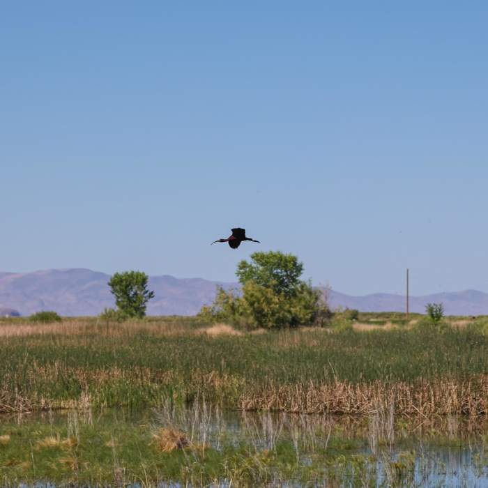 Near Tule Trail