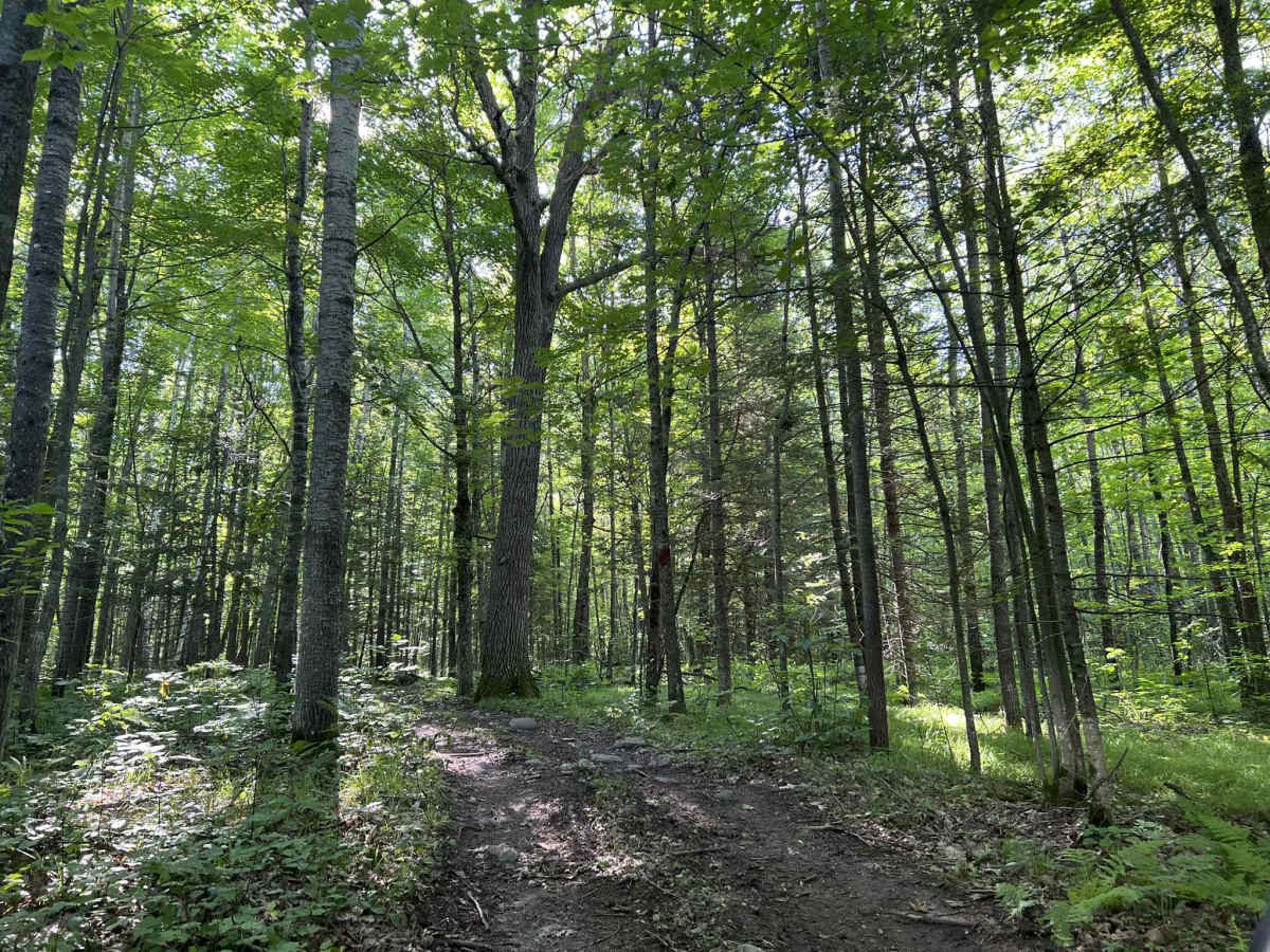 Forest County ATV/ SxS Area Hill Climb Access photo 4