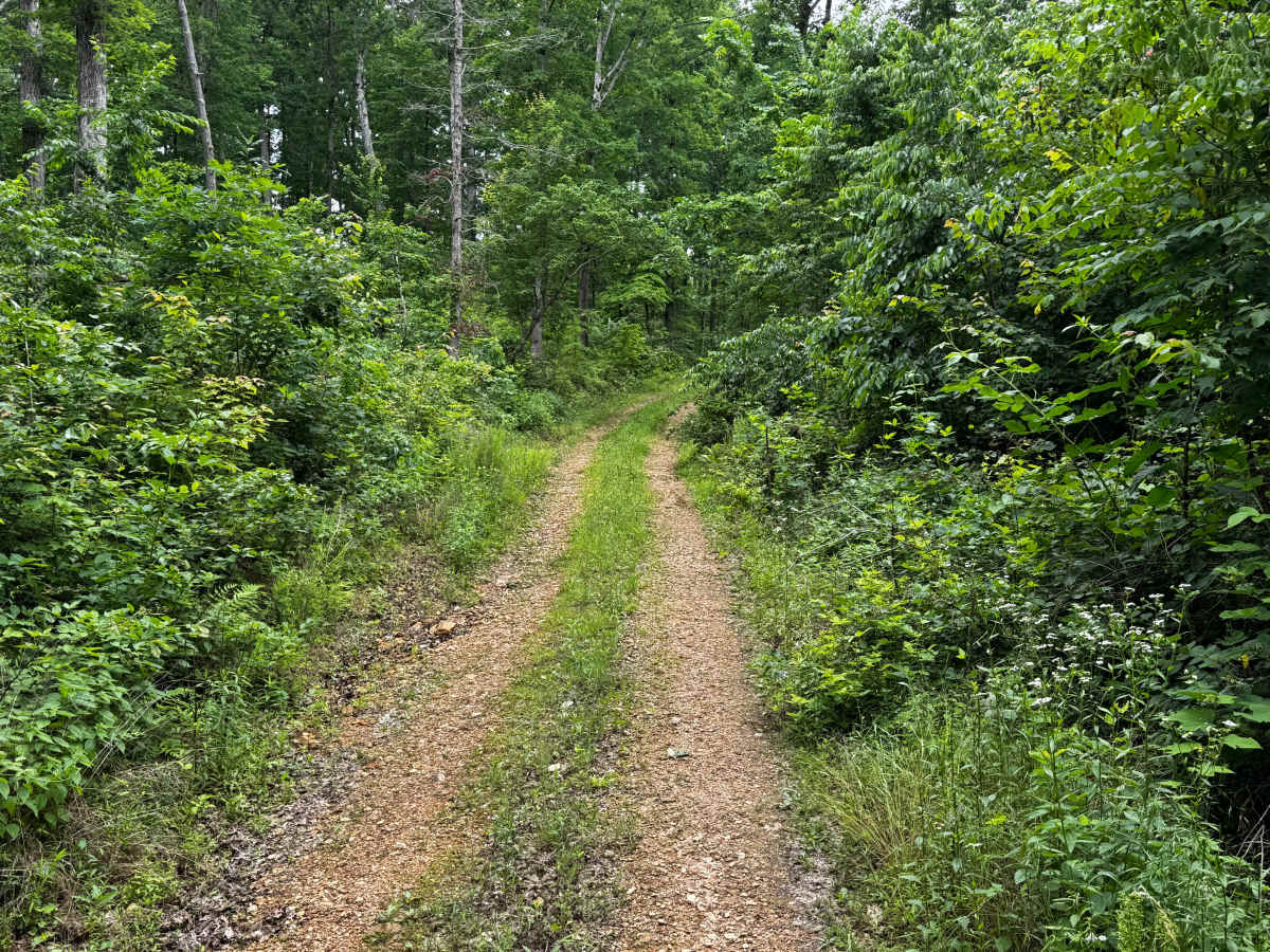 Rosemary Knob photo 3