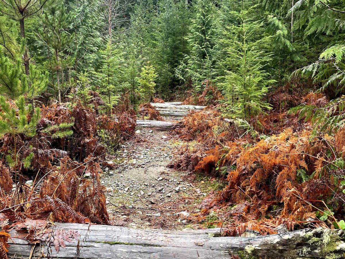 Are You Kidding Me Logged trail photo