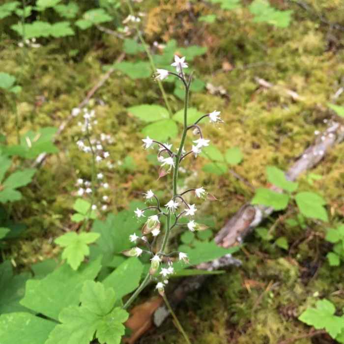 Near Iron Creek Old Growth