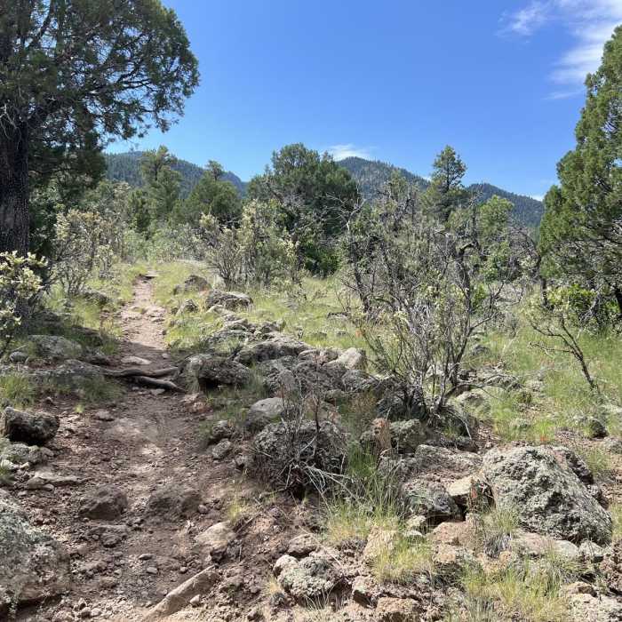 Near Bill Williams Mountain Trail