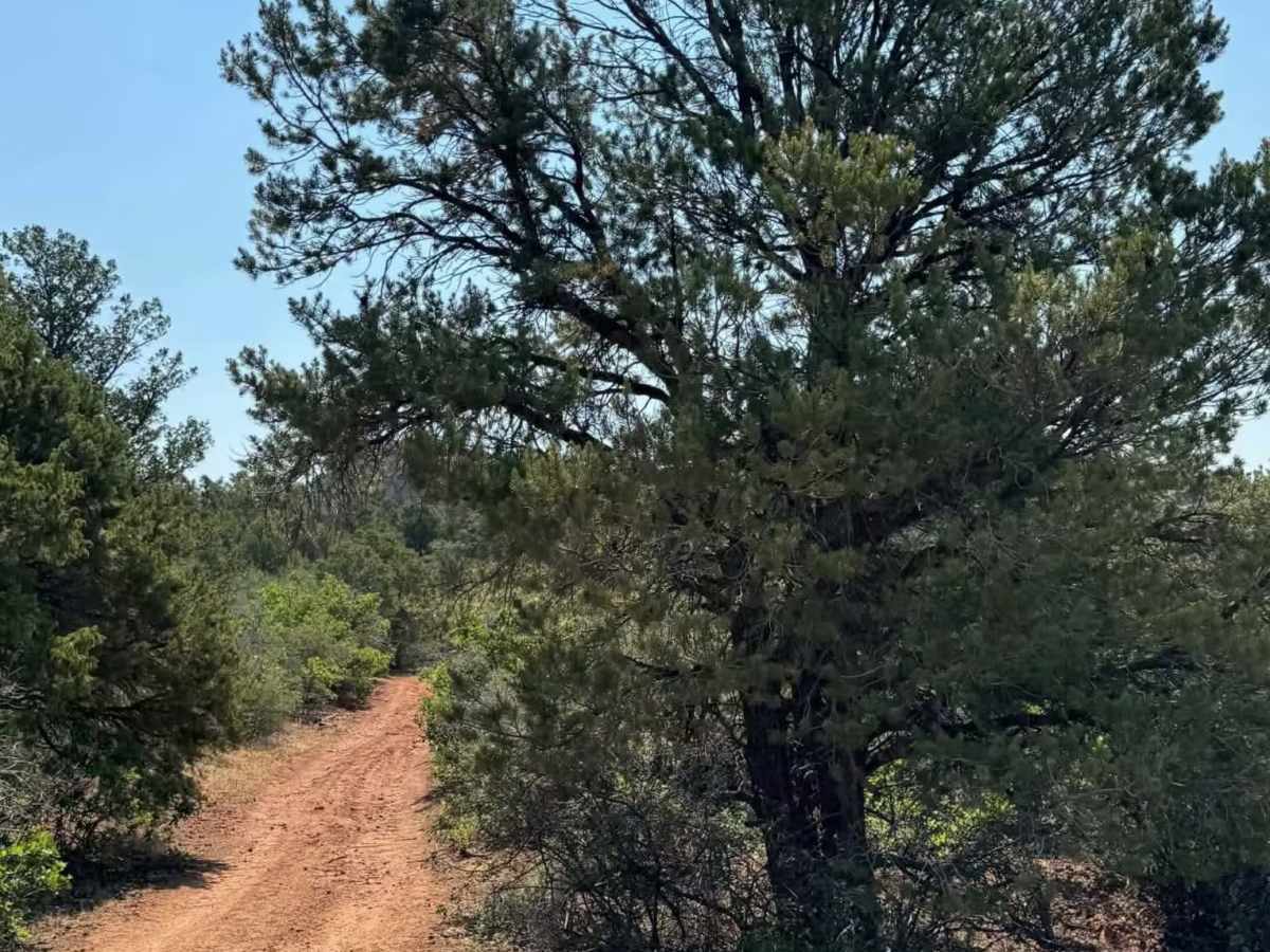 Cedar Mountain West photo 5