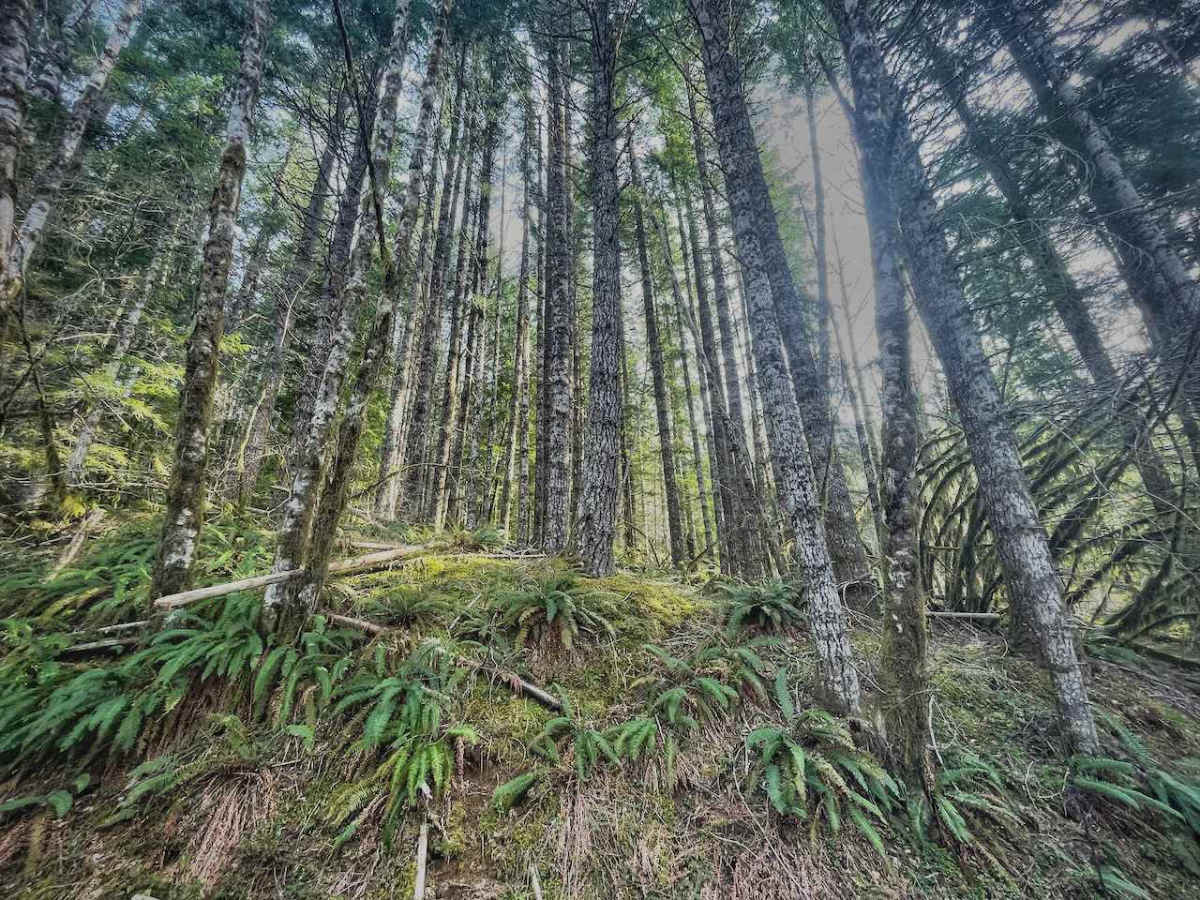 Hoag Pass Road photo 2