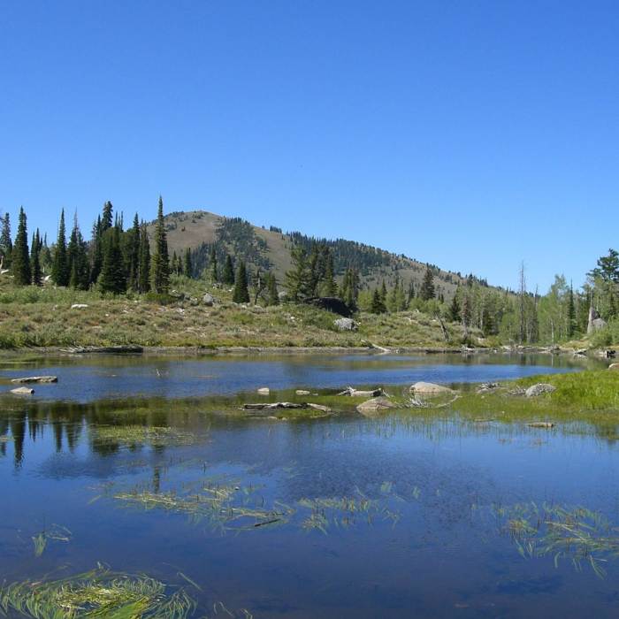 Near Bloomington Peak Hike