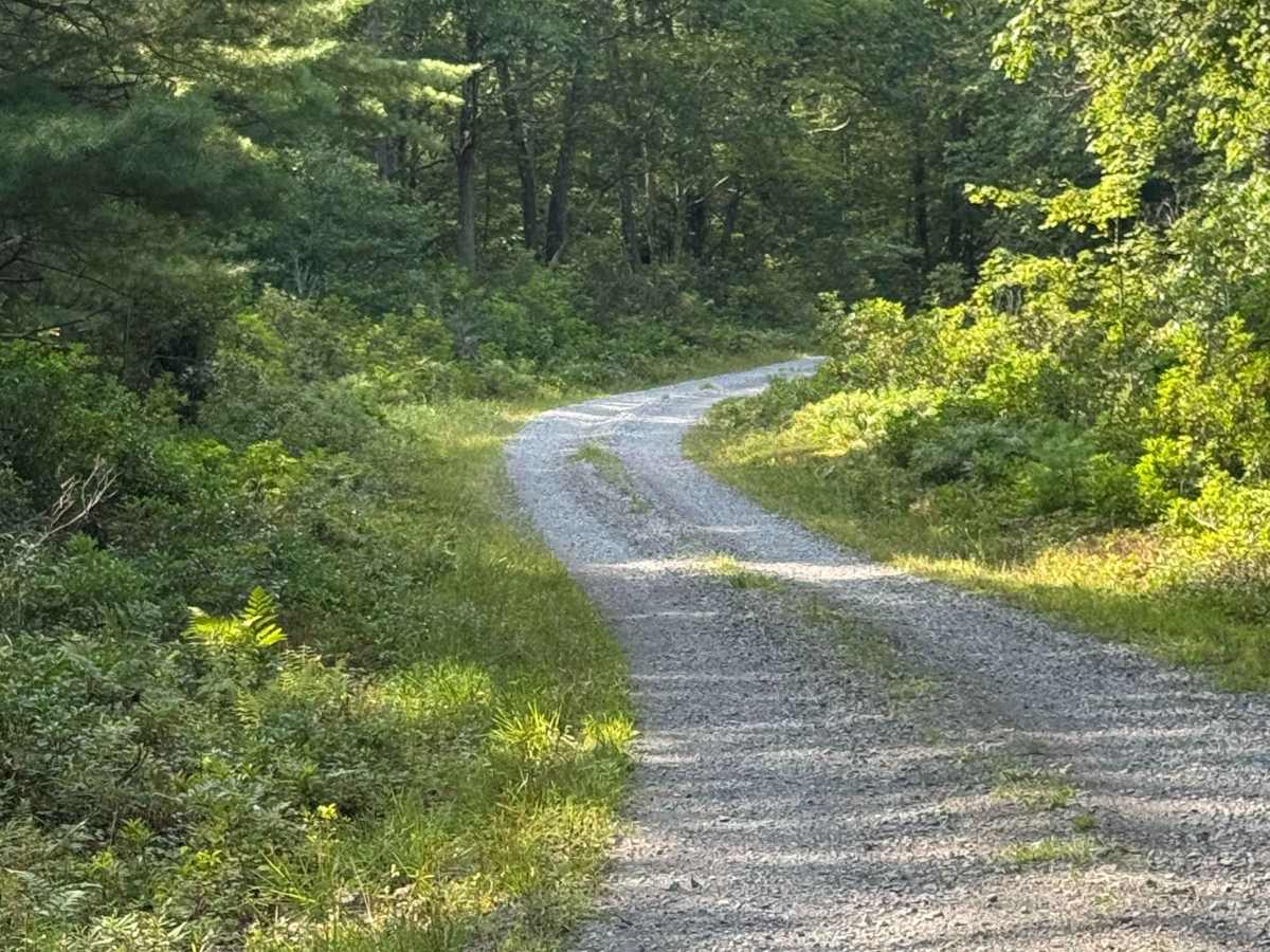 Pine Run Road photo 6