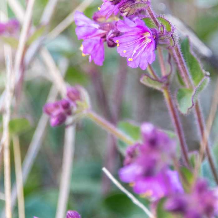 Near Climbers Loop Trail