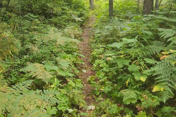 Gash Creek Singletrack