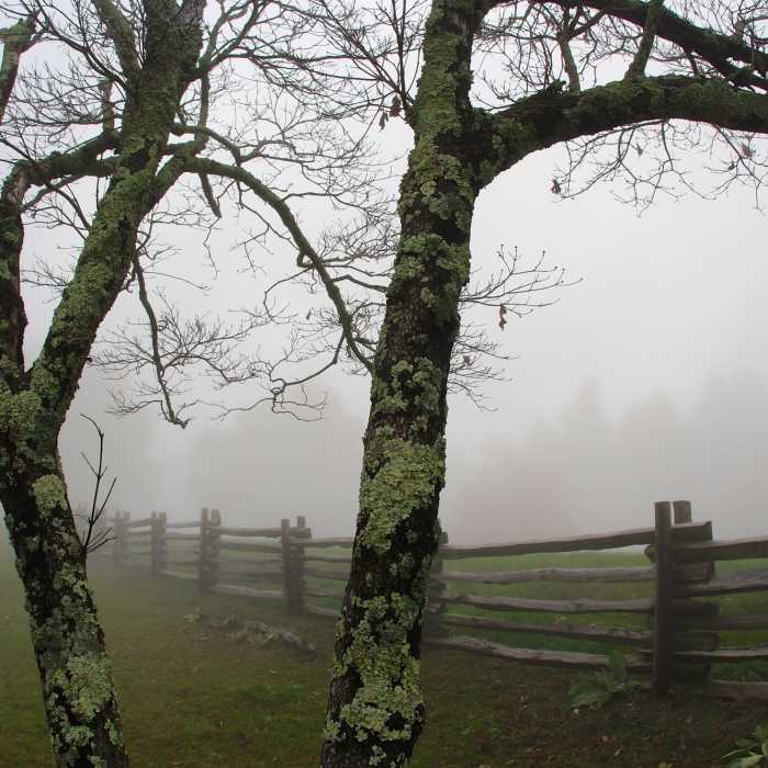 Near Rock Castle Gorge Trail