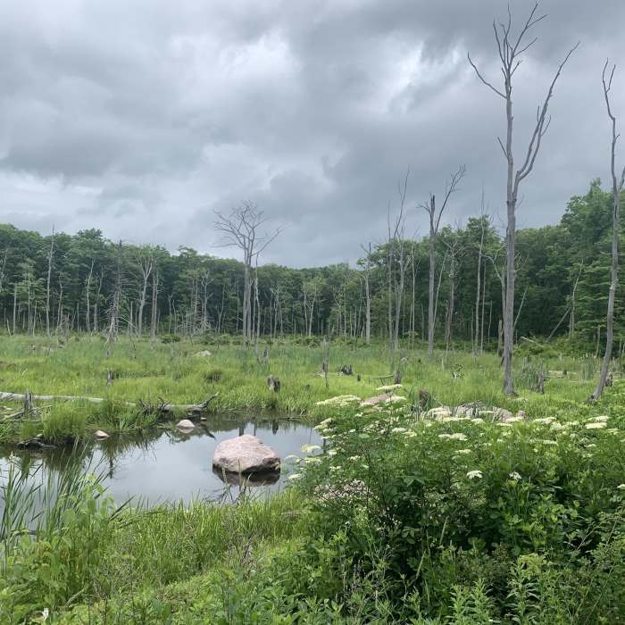 Near Terrace Pond South Trail