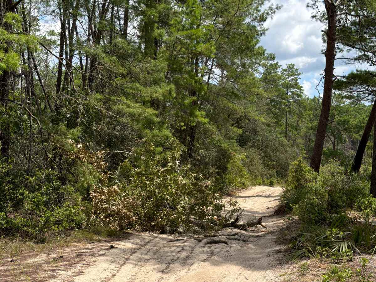 Ocala National Forest - 445-2.3 photo 4
