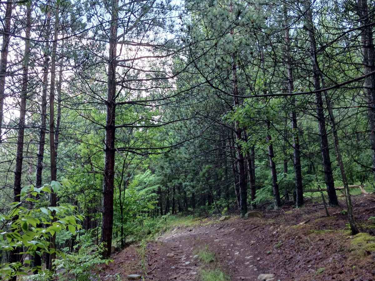 Trail 12T - Rock Run Recreation Area photo 3