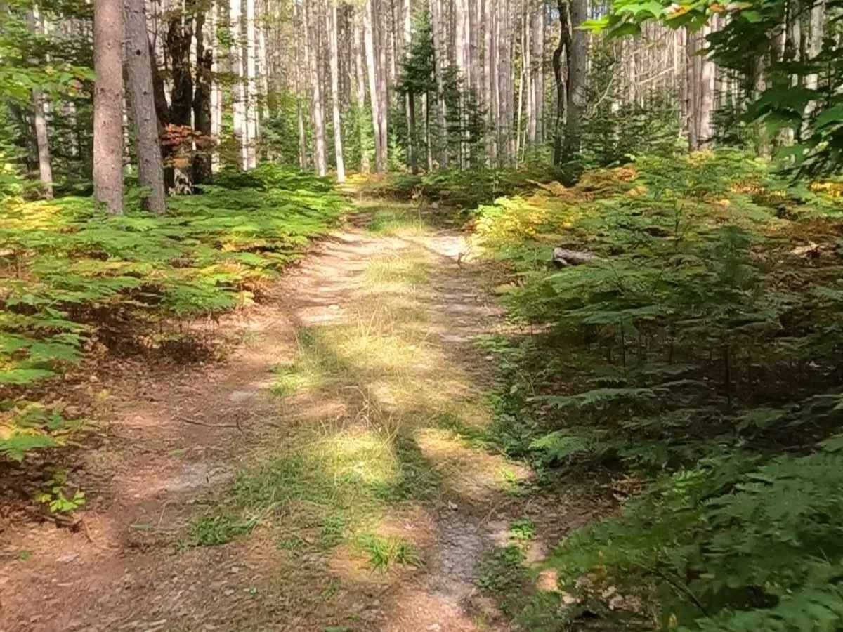 Fiborn Spur D - FS 3332D trail photo