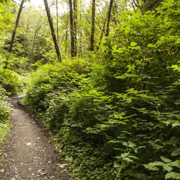 Near Shi Shi Beach Hike