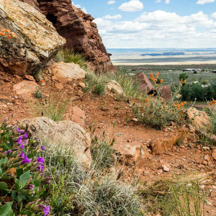 Near Ridge Trail Hike Near Ridge Trail Hike