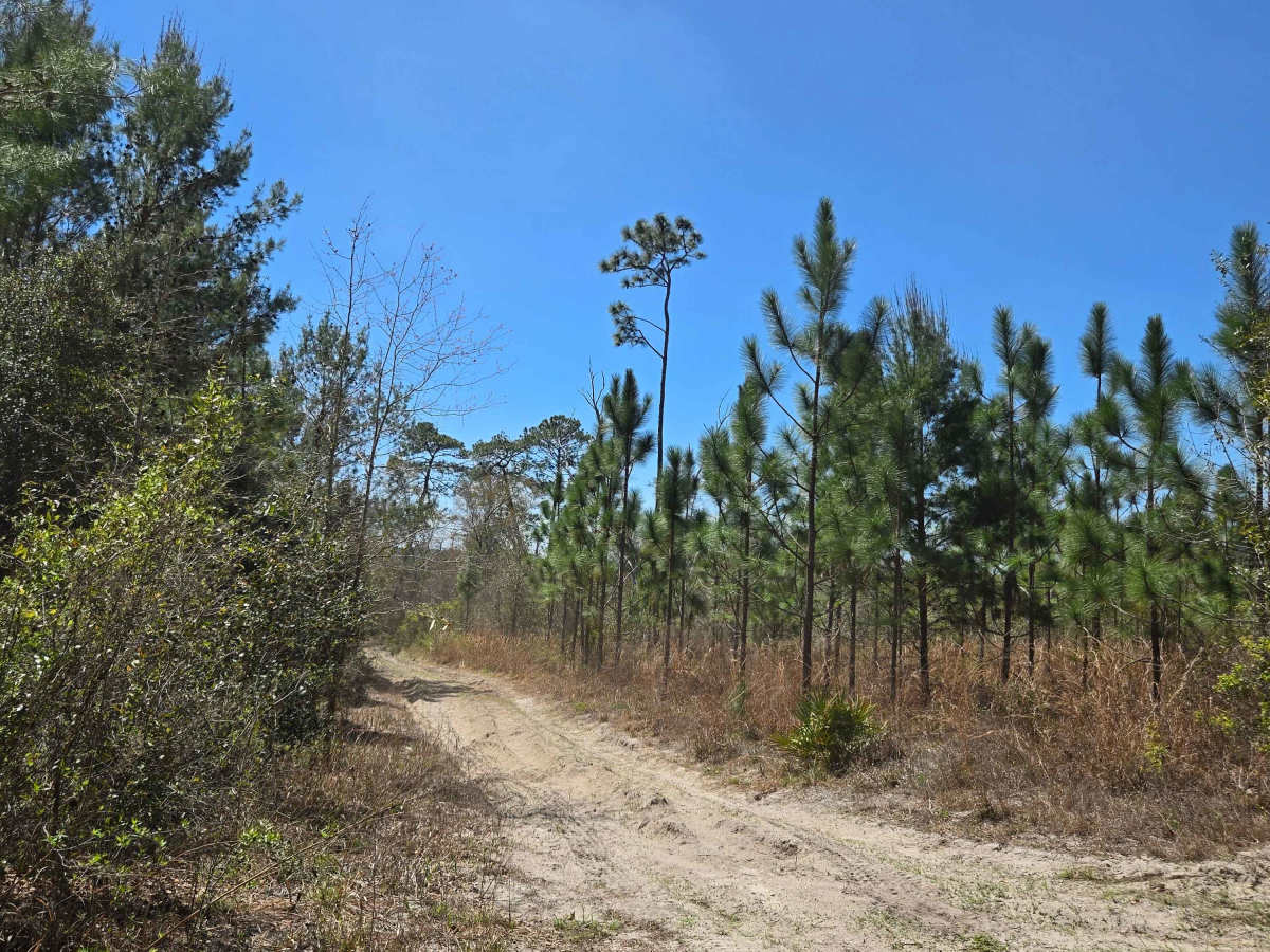 Sandy Trail photo 3