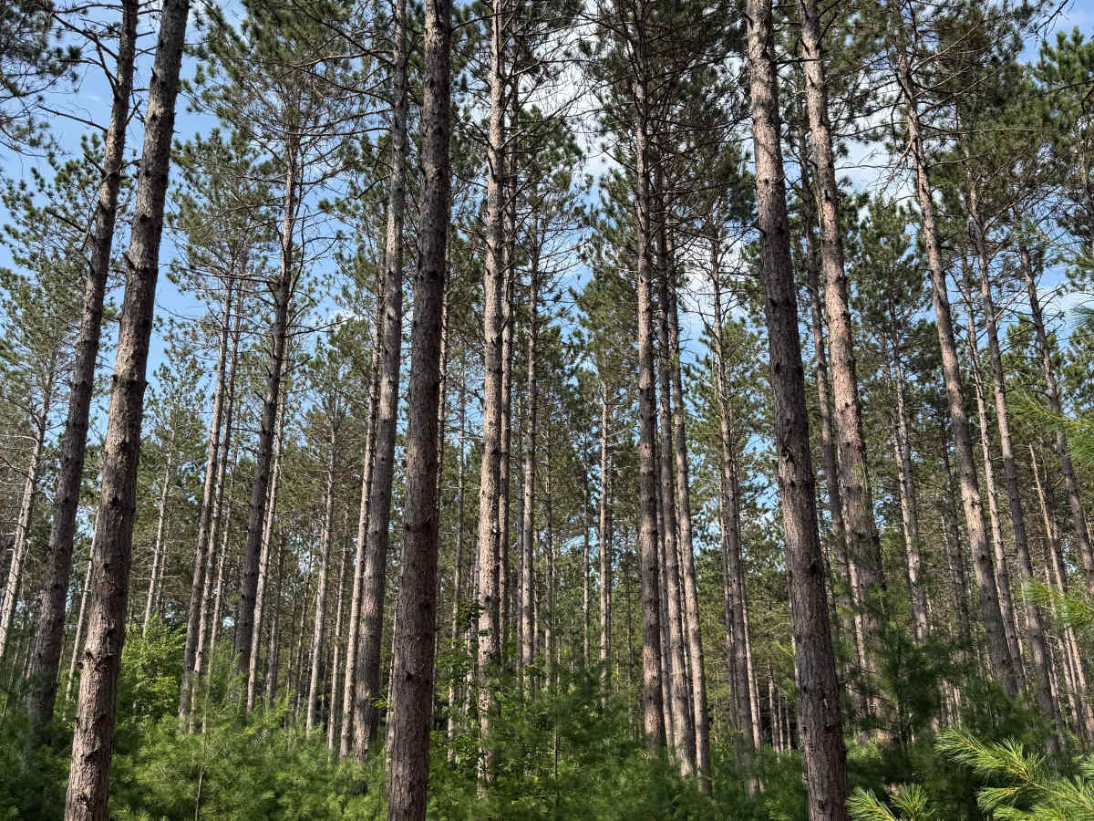 TR Trail photo 4