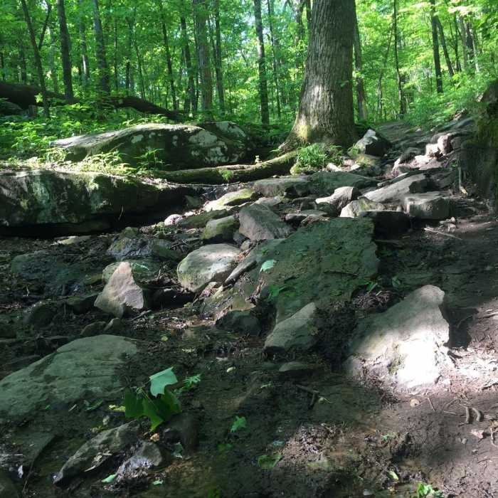 Near Jean Shorts Special