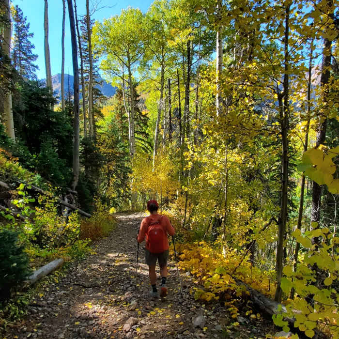 Brilliant aspens along the Neptune OHV Trail. Near Deadwood Mountain and Silver Mountain Extravaganza