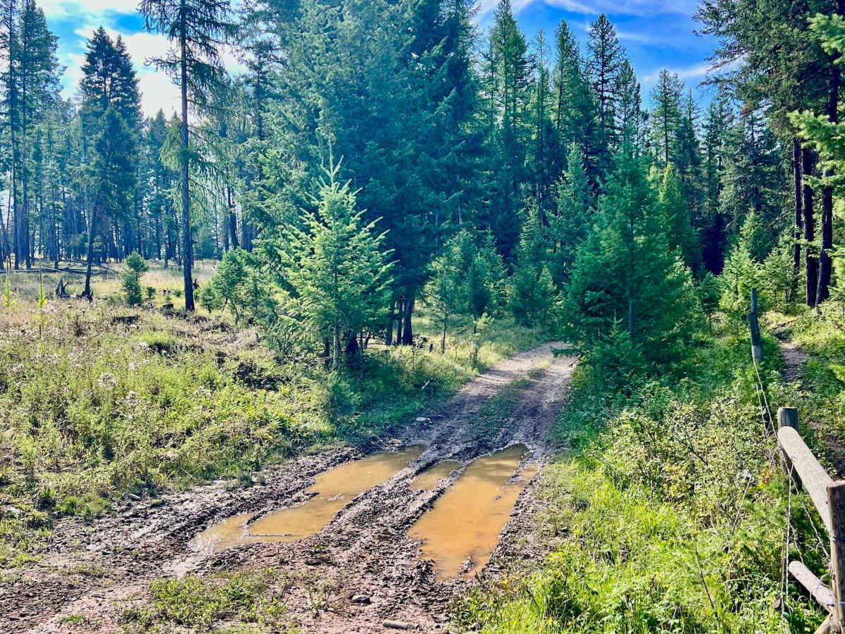 Old Homestead photo 2