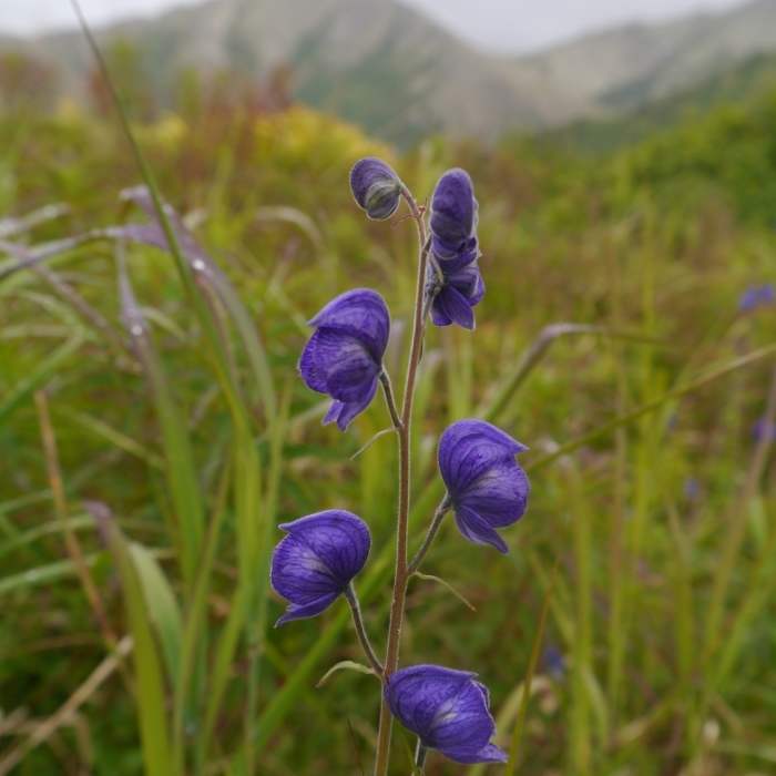 Near Gull Rock Trail