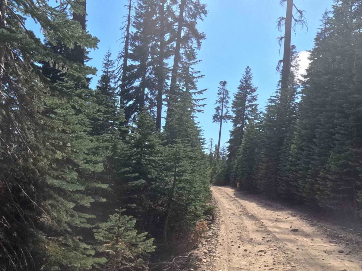 Iron Mountain - FS 5S092 trail photo