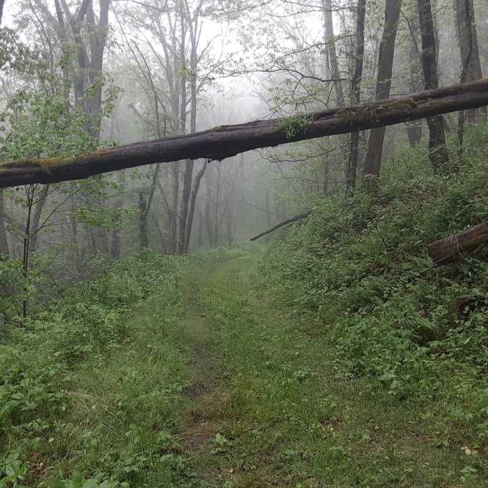Inner loop Near Rough Creek Goodness