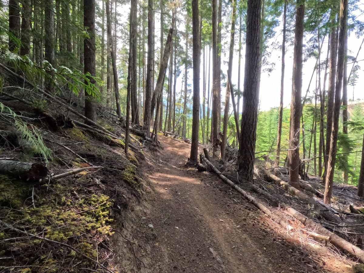 West Phantom Bear photo 6
