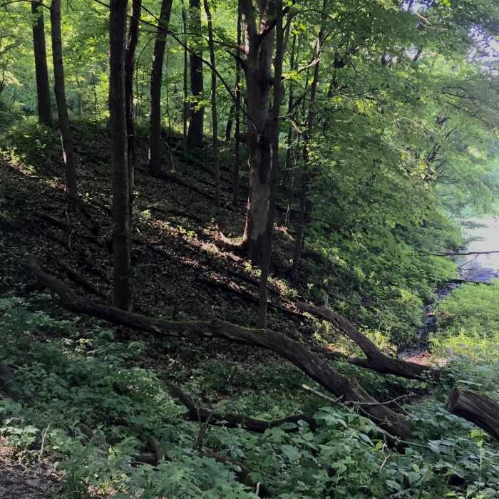 Near Field Campus Trail