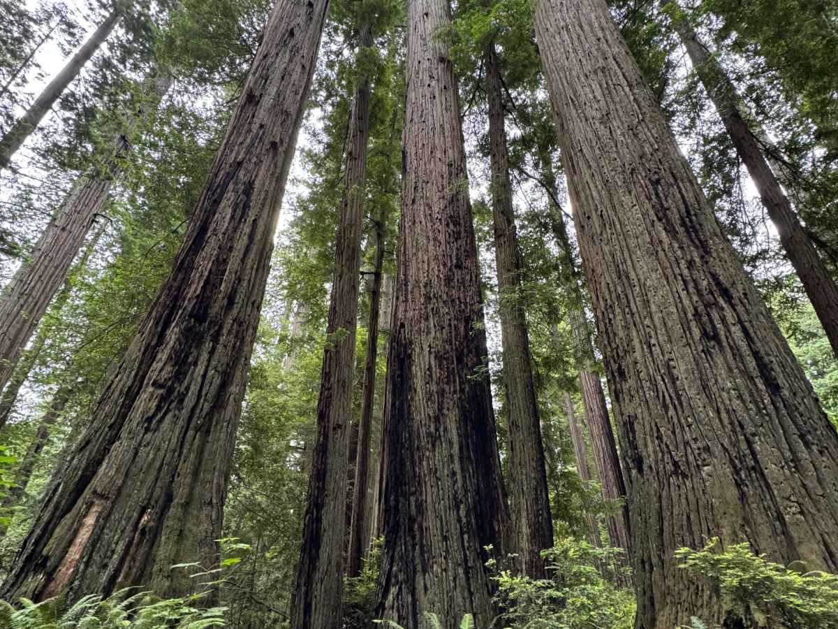 Cal Barrel - Redwood National Park photo 2