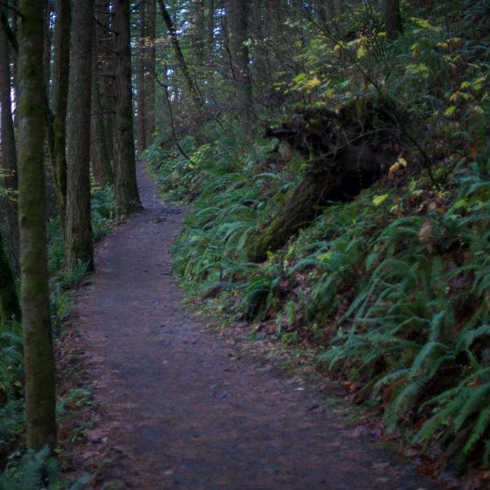 The forest floor is lush and covered in lichen and moss. The trail is wide, but there are some rocks in areas that make footing difficult. Near Nesmith Point Trail (#428)