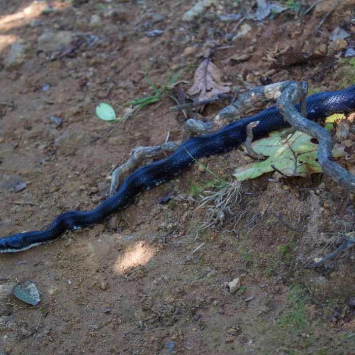 Near Mary's Rock Out-and-Back