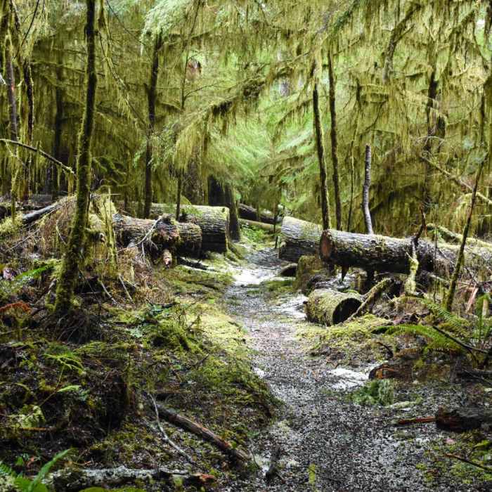 Near Horse Creek North/Drift Creek North Hike