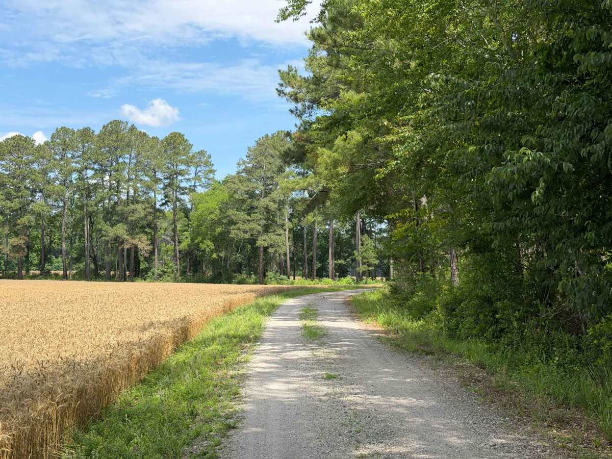Gaddy Road photo 5