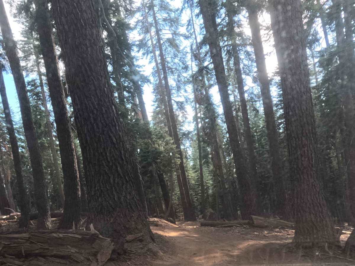 Iron Lakes Trail - FS 22E204 photo 5