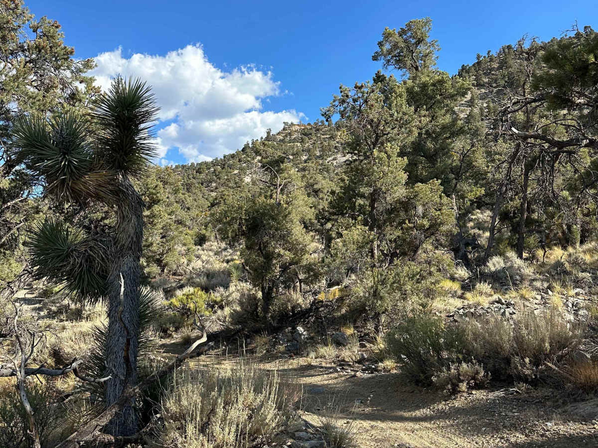 Pinyon & Vista Trail Loop - FS 2E20 photo 6
