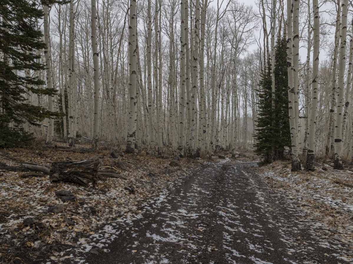Lost Creek Road photo 6