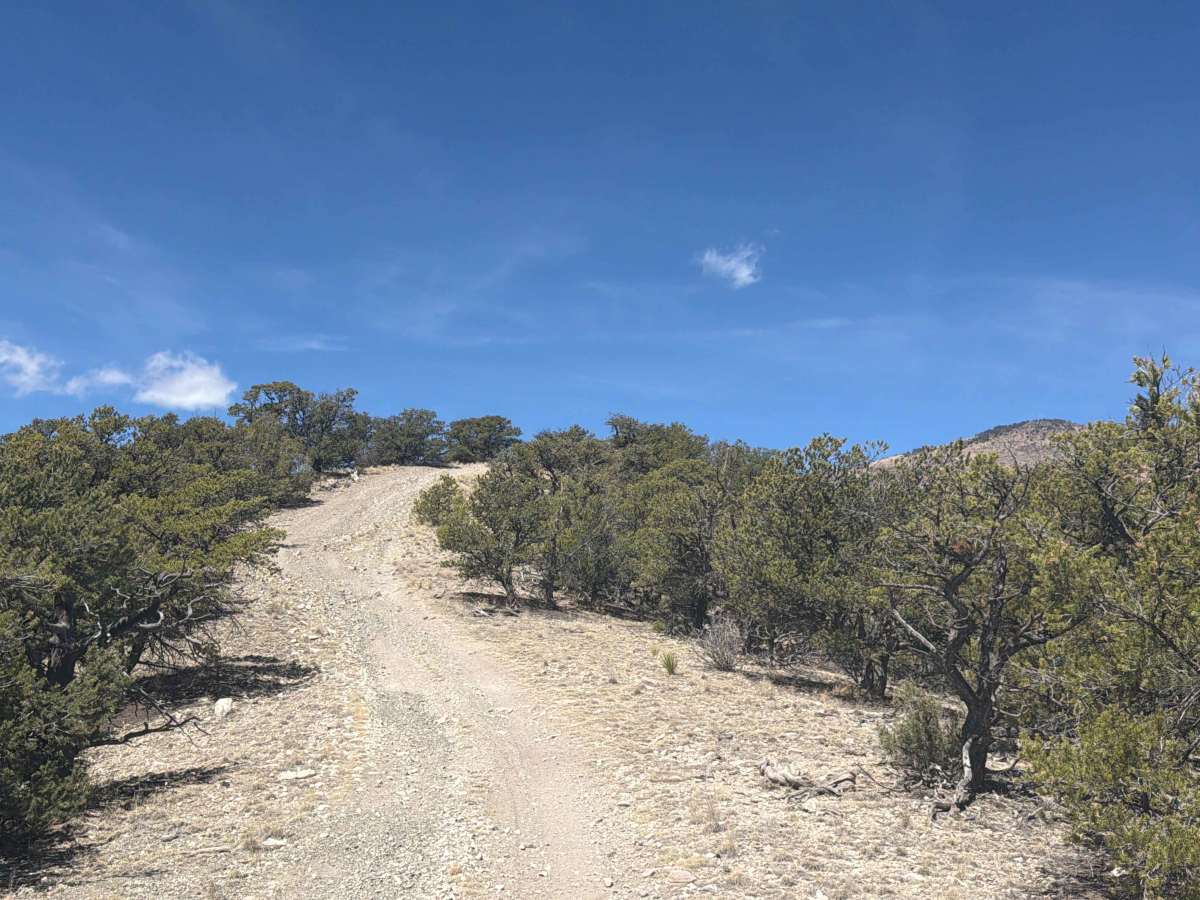 BLM 5965A photo 4